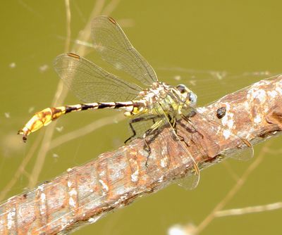 Sulphur-Tipped Clubtail