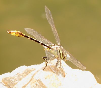 Sulphur-Tipped Clubtail