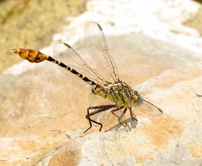 Flag-Tailed Spinyleg