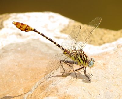 Flag-Tailed Spinyleg