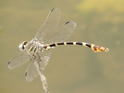 Four-Striped Leaftail