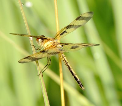 Halloween Pennant