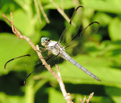 Great Blue Skimmer