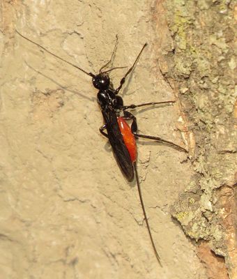 Atanycolus cappaerti