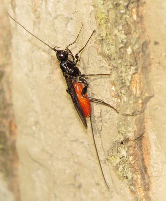 Atanycolus cappaerti