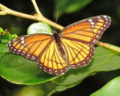 Viceroy