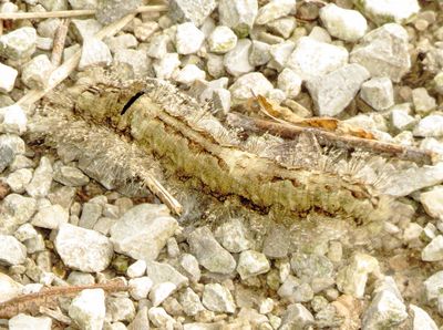 Large Tolype Moth