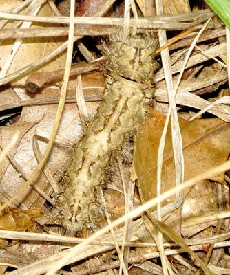 Large Tolype Moth
