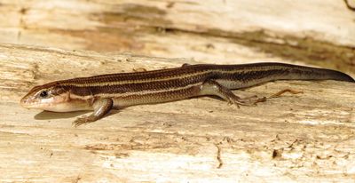 Broad-Headed Skink