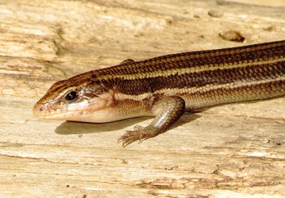 Broad-Headed Skink