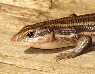 Broad-Headed Skink