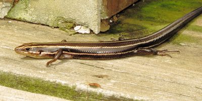 Common Five-Lined Skink