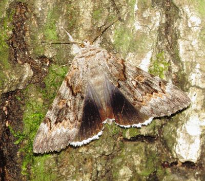 Epione Underwing Moth