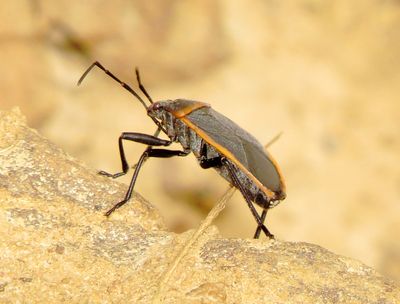 Eastern Bordered Plant Bug