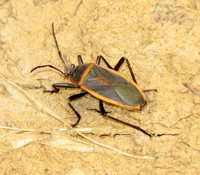Eastern Bordered Plant Bug