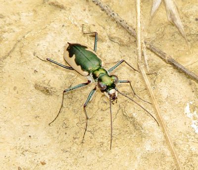 Cream-Edged Tiger Beetle