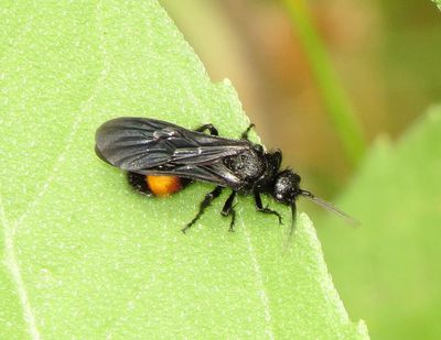 Dasymutilla ursus