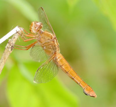 Neon Skimmer