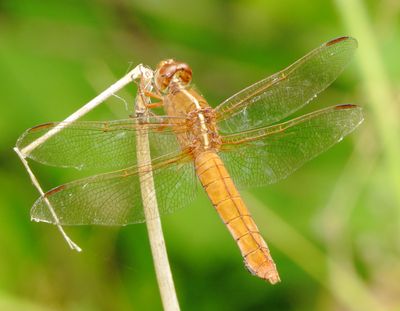 Neon Skimmer