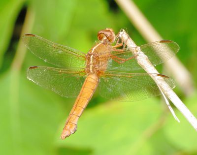 Neon Skimmer
