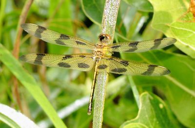 Halloween Pennant