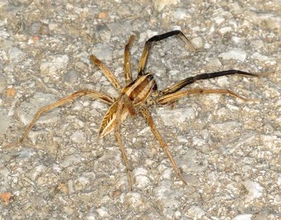 Rabid Wolf Spider