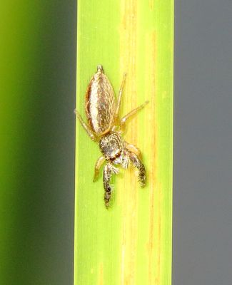 Short-Bellied Slender Jumping Spider