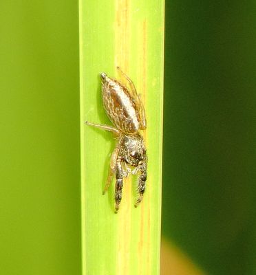 Short-Bellied Slender Jumping Spider