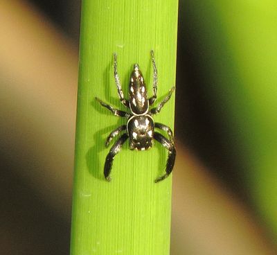Short-Bellied Slender Jumping Spider