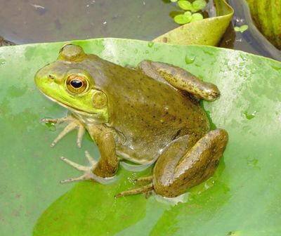 American Bullfrog