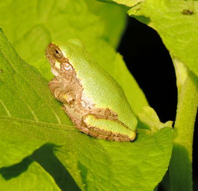 Gray or Cope's Gray Treefrog