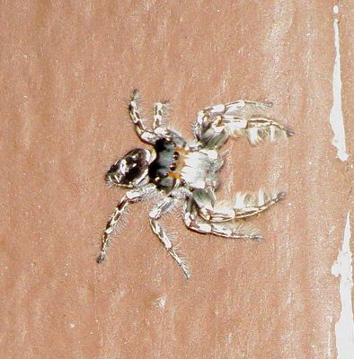Putnam's Jumping Spider
