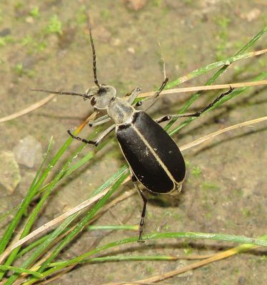 Clematis Blister Beetle
