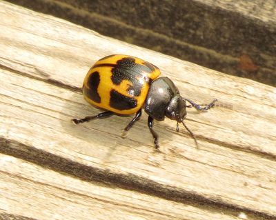 Swamp Milkweed Leaf Beetle