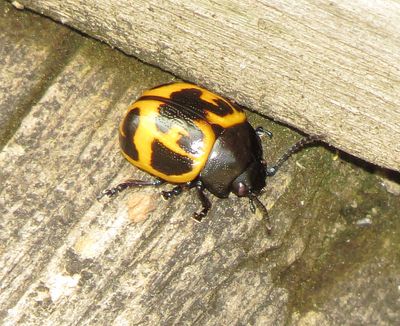 Swamp Milkweed Leaf Beetle