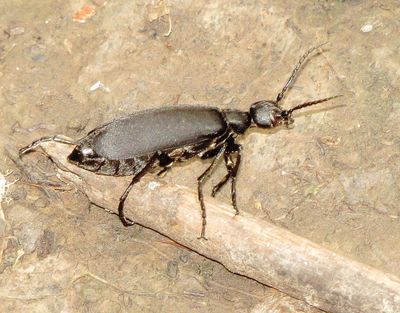 Black Blister Beetle