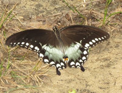 Spicebush Swallowtail