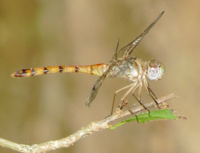 Blue-Faced Meadowhawk