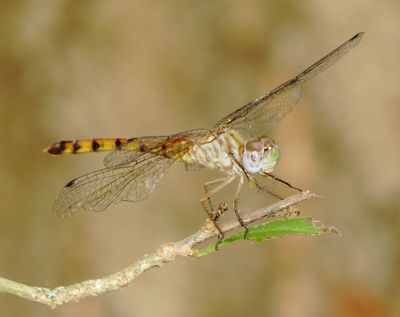 Blue-Faced Meadowhawk