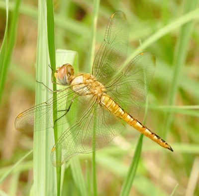 Wandering Glider