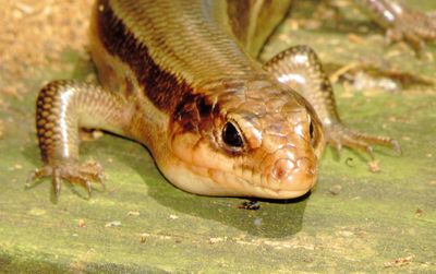 Broad-Headed Skink