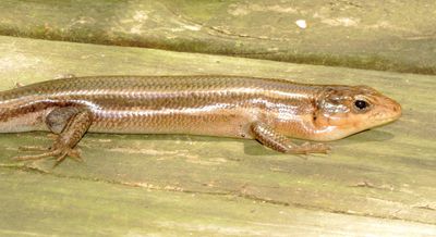 Broad-Headed Skink