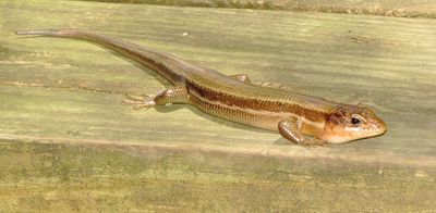 Broad-Headed Skink