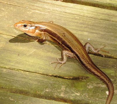 Broad-Headed Skink