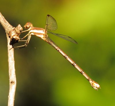 Great Spreadwing