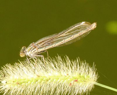 American Rubyspot
