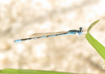 Double-Striped Bluet