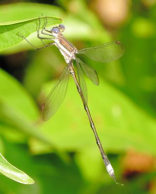 Great Spreadwing