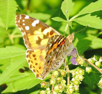 Painted Lady