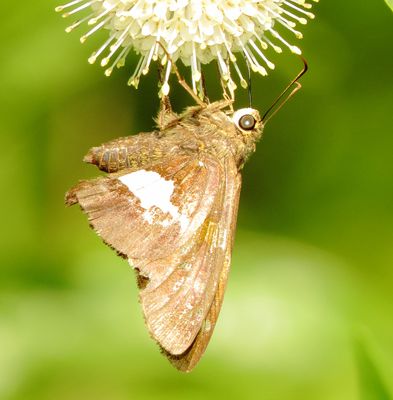 Silver-Spotted Skipper